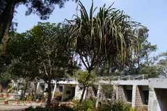 Pandanus andamanensium